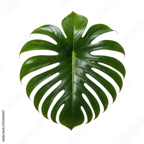 Lush, glossy, split leaf against black background. Detailed veining and textured surfaces