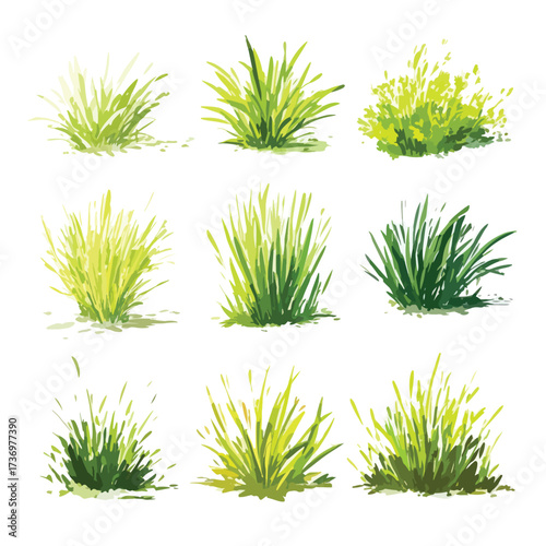 Detailed illustration of bermudagrass plant and leaves isolated on white background silhouette