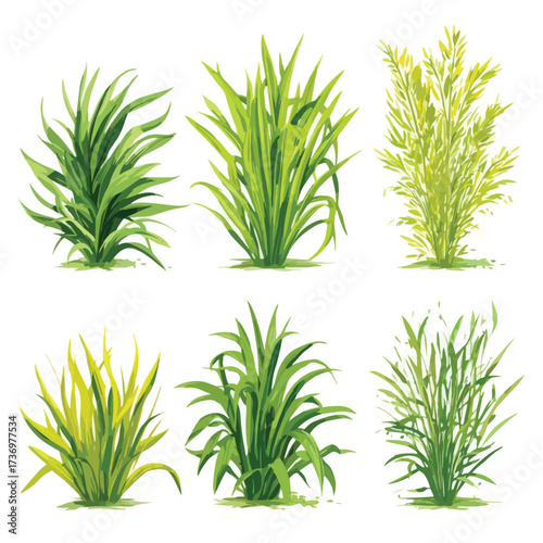 Detailed silhouette illustration of bermudagrass blades isolated on white background