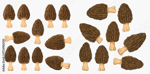 A collection of morel mushrooms with textured brown caps and light stems, depicted in various orientations on a transparent background.