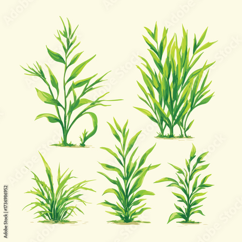 Silhouette illustration of crabgrass weed with detailed leaves isolated on a clean white background isolated on white background