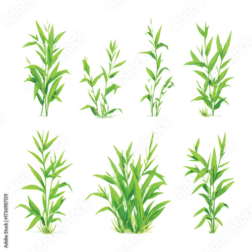 Detailed illustration of a crabgrass plant silhouette isolated on a clean white background isolated on white background