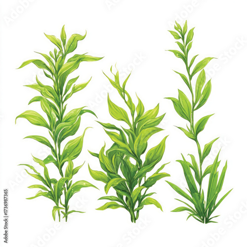 Detailed illustration of a crabgrass plant with roots and leaves presented as a silhouette isolated on white background
