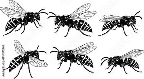 Wasp vector silhouettes, hornet black illustration, insect outline drawing, flying bug design, stinger insect art, predator wasp icons, detailed wings graphics