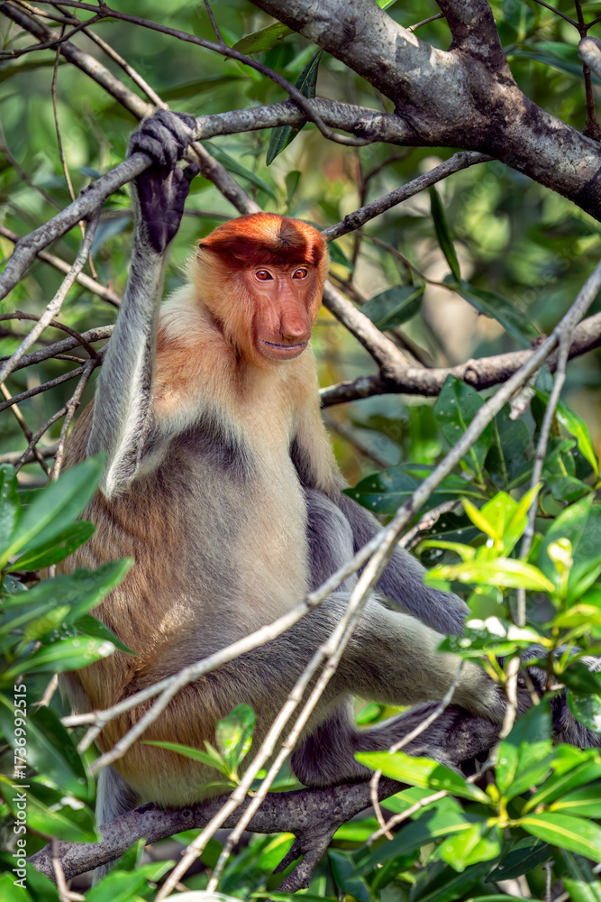 Fototapeta premium Proboscis monkeys in Borneo