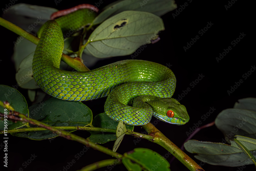 Fototapeta premium Snakes of Vietnam