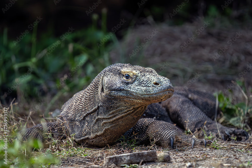 Fototapeta premium Komodo dragon sunning on the beach