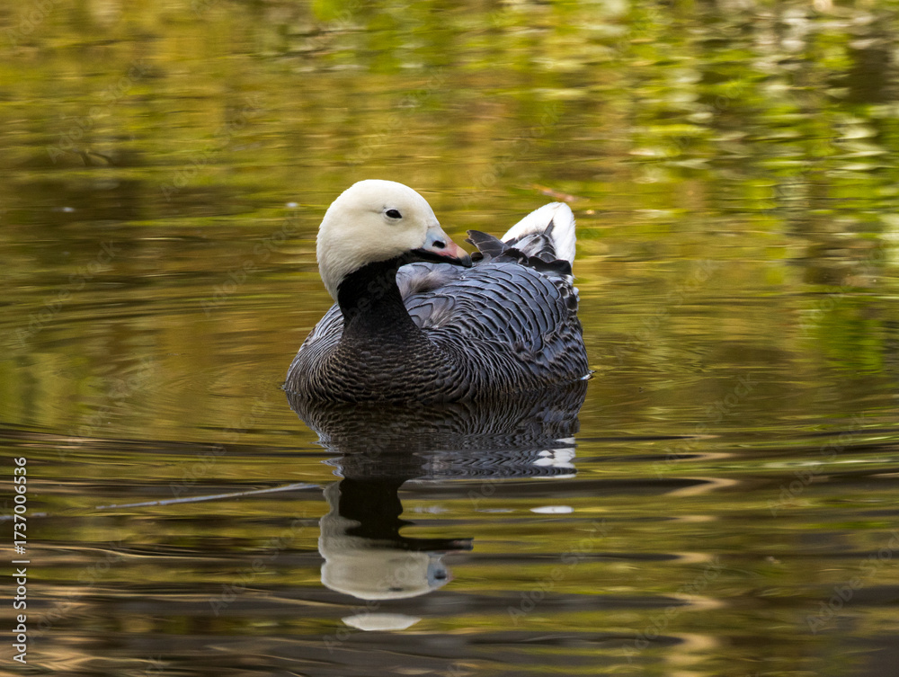 Fototapeta premium oie empereur