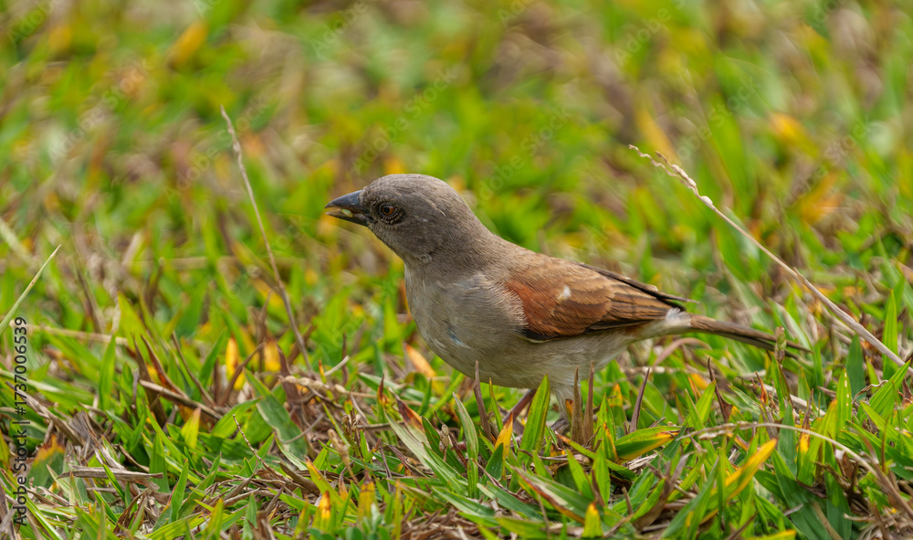 Fototapeta premium Grey headed sparrow in Rwanda