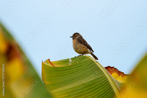 African Stonechat or Saxicola torquatus settled on top of banana palm frond
