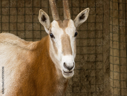 Photos Oryx Algazelle