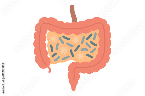 Gut health concept with good bacteria and probiotics. Human intestine and digestive system with a healthy microbiome. Vector illustration of the gastrointestinal tract, colon, internal organ.
