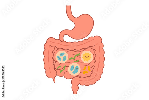 Good intestine flora concept. Gastrointestinal tract and digestive system with healthy microbiome. Gut health with probiotics bacteria. Digestion, colon, stomach organ vector.