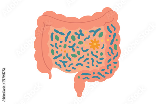 Gut health, human digestive system with intestinal flora. Vector illustration of intestines with healthy probiotic bacteria. Microbiome, colon, digestion, and anatomy organ.