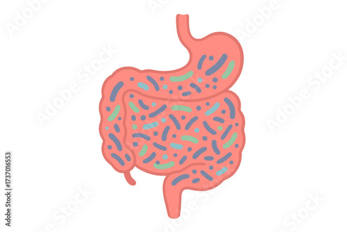 Gut health and microbiome concept. Human digestive system with healthy probiotic bacteria. Intestine and stomach organ icon with gut flora, lactobacillus, and bifidobacterium.