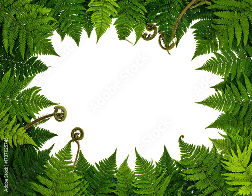 Fern frame, dark center