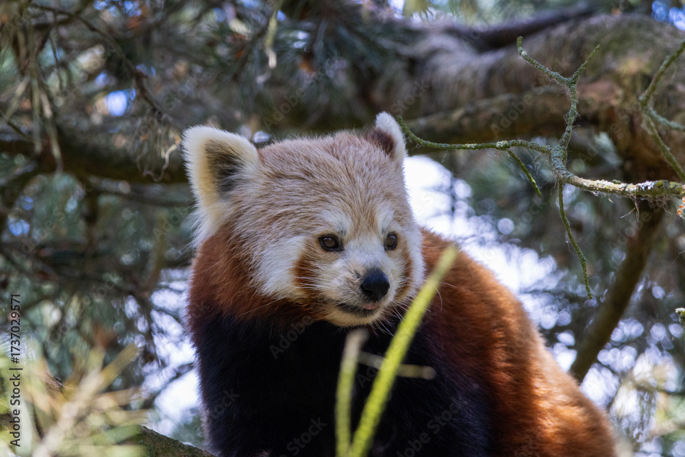 Fototapeta premium Panda Roux