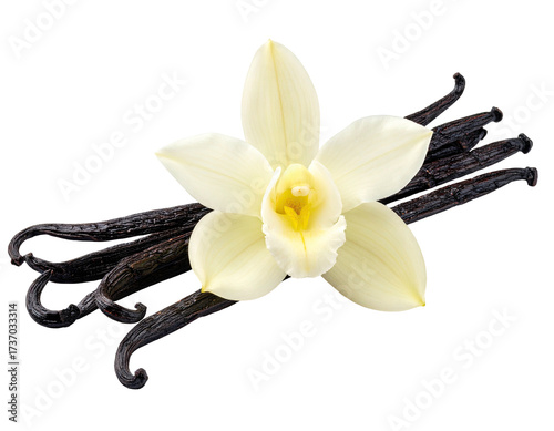 Close-up of vanilla orchid and beans