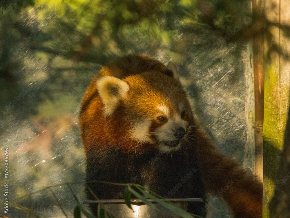 Fototapeta premium Panda Roux