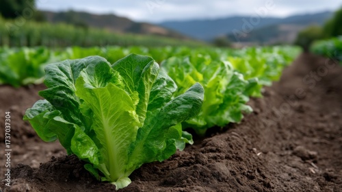 Harvesting fresh romaine lettuce in lush green fields agriculture scene california nature's bounty close-up view