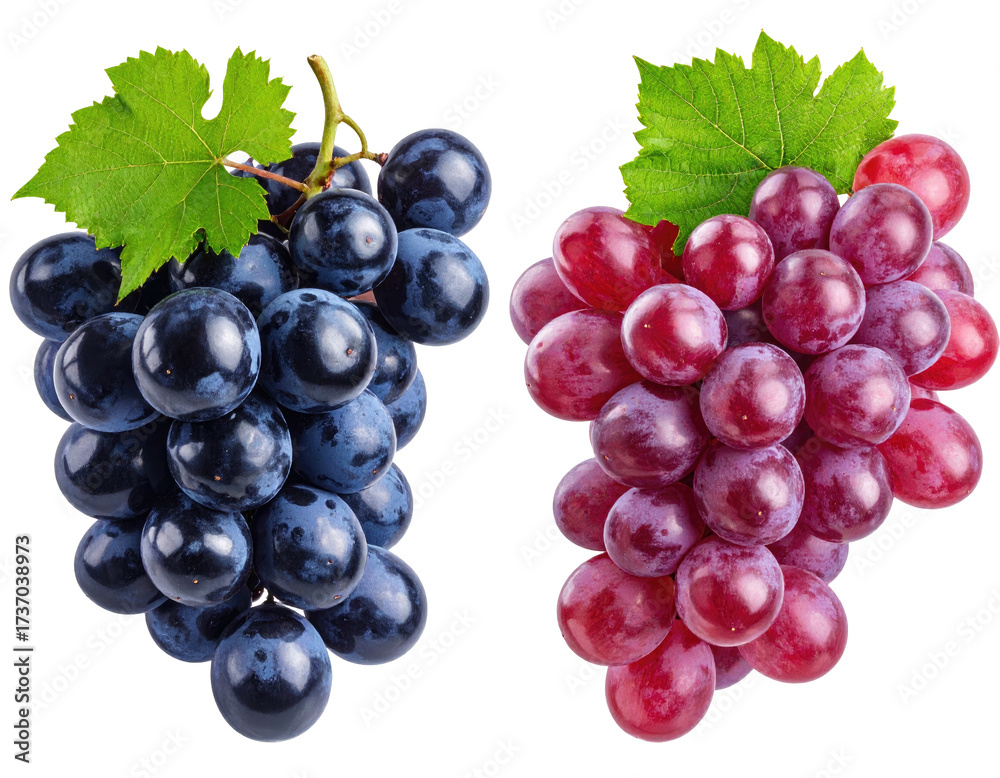 Fototapeta premium Two bunches of grapes, one dark blue and one red