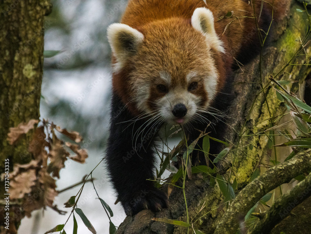 Obraz premium Panda Roux