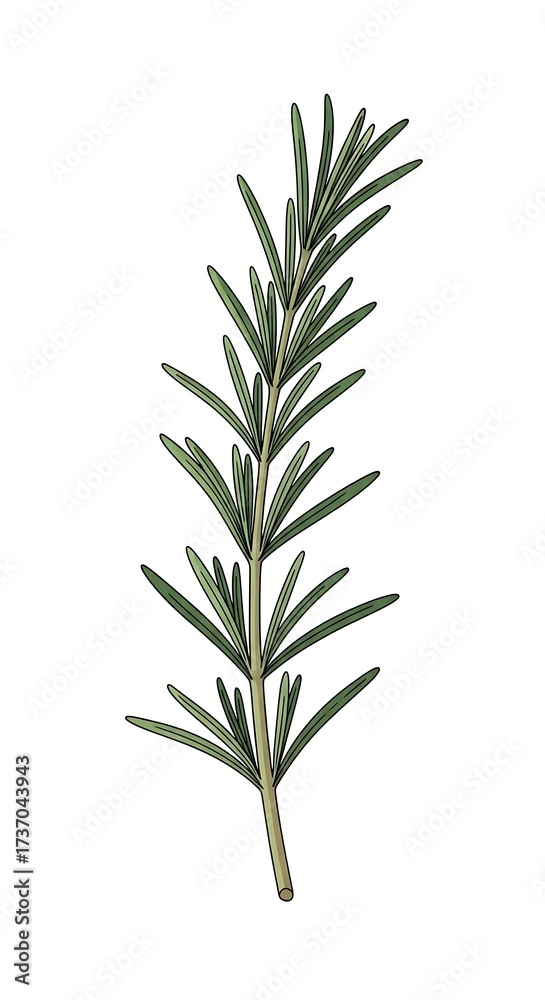 Obraz premium Rosemary sprig isolated.