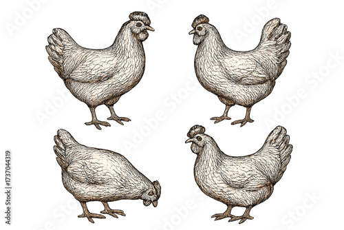 Chicken set in vintage engraving style. Hand-drawn hen collection in various poses. Retro farm poultry bird sketch illustration for rustic design concepts. Isolated vector.