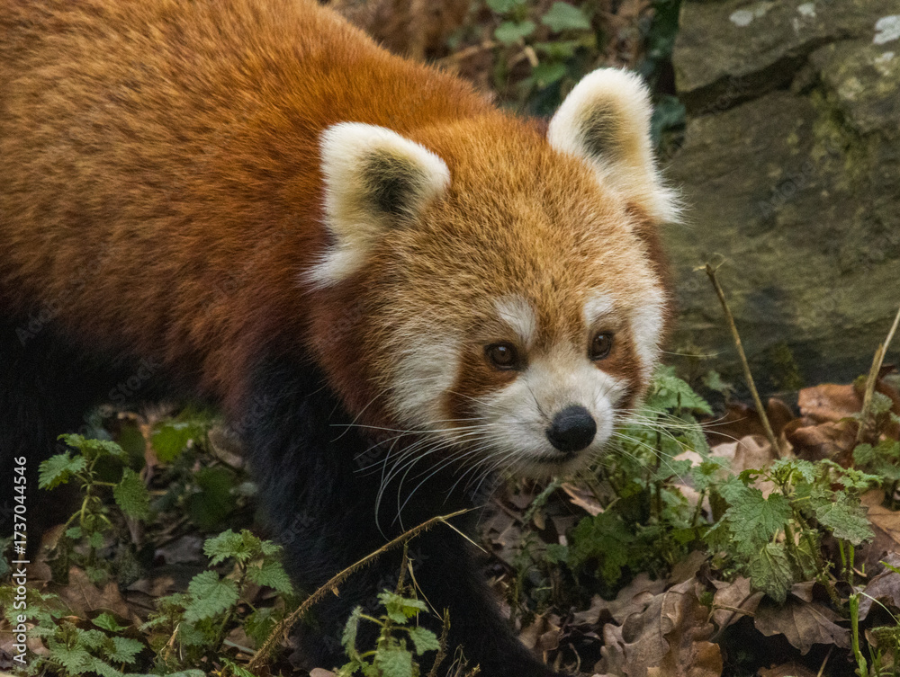 Fototapeta premium Panda Roux