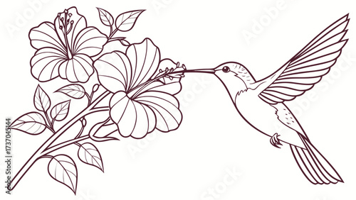 Minimalist one-line drawing of hummingbird sipping nectar from hibiscus blooms, outline vector design.