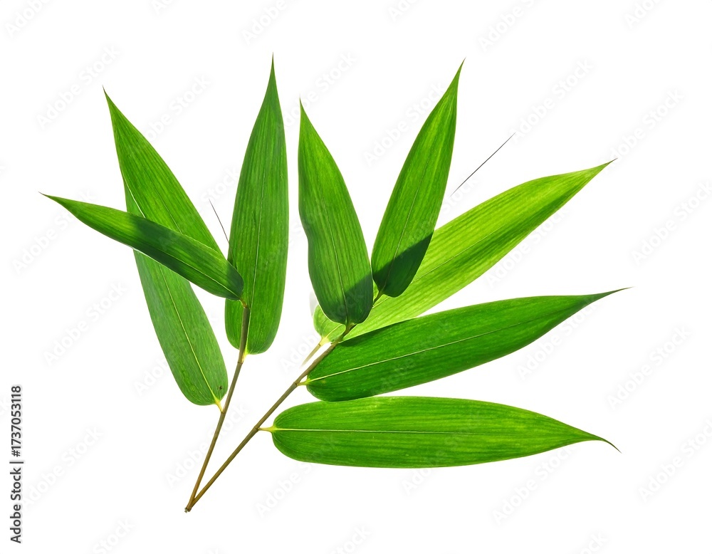 Fototapeta premium Close-up of vibrant green bamboo leaves