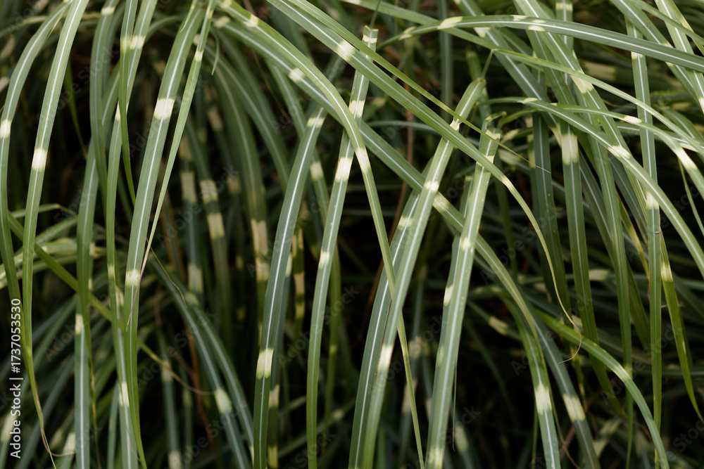 Fototapeta premium Zebra grass close-up, striped foliage study