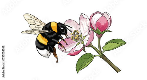 Bumble Bee Pollinating a Pink Blossom A Vibrant Nature Illustration