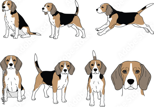 Beagle dog illustration set, sitting beagle, running beagle, standing beagle, cartoon beagle art, tricolor dog vector, pet portrait, cute hound design