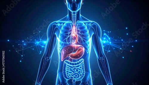 3D human anatomy illustration showing transparent body with futuristic medical interface, internal organs highlighted, focusing on respiratory and digestive systems on dark background