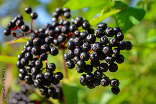 Wallpaper Mural Ripe black elderberries on a green background Torontodigital.ca