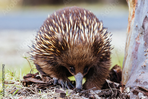Echidna in Guerilla Bay in Australia