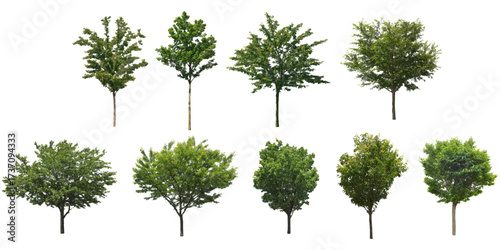 front View Vector Icons of Trees and Plants for Floor Plan and Architectural Design Projects
