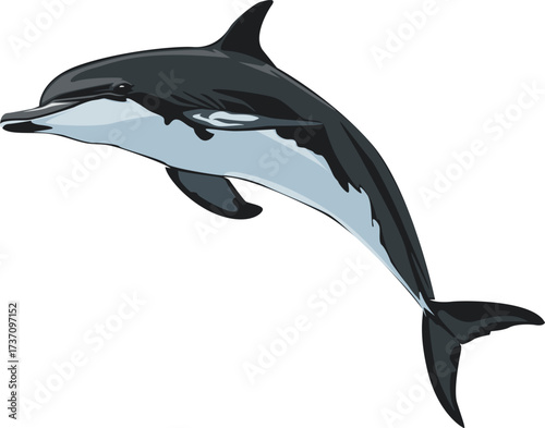 Dolphin jumping out of water on white background.Dolphin logo illustration.