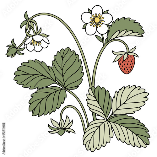 A delicate illustration of a wild strawberry plant featuring white flowers green leaves and a single ripe red berry