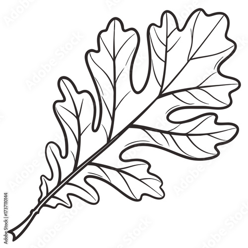 A detailed black and white line drawing of a single oak leaf with lobed edges and visible veins on a white background