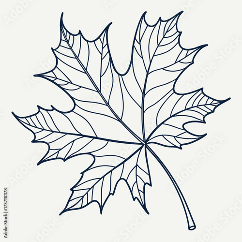 A detailed outline drawing of a single maple leaf with intricate veins and a stem on a plain background
