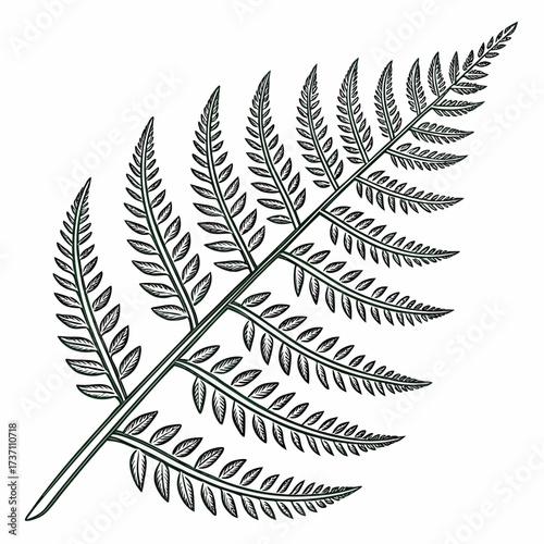 Detailed illustration of a single green fern frond with delicate leaves on a white background botanical art