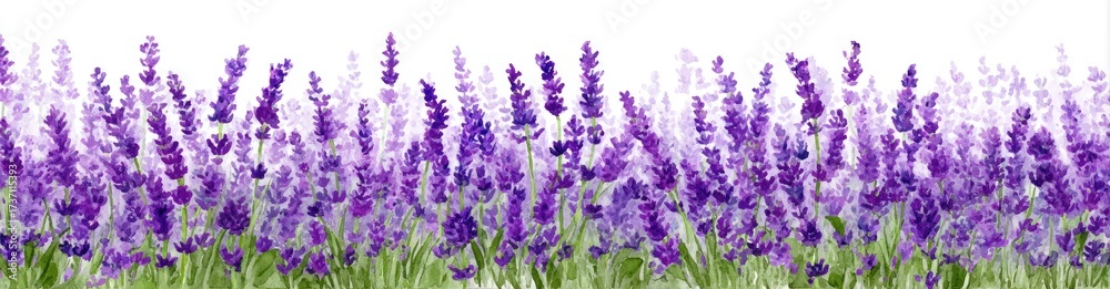 Obraz premium A horizontal image of numerous vibrant purple lavender flowers