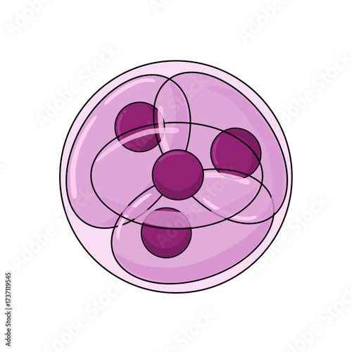 Four cell stage illustration. Stages of embryonic development. Insemination and fertilization. Human sexual reproductive system. Vector illustration for medical, clinical, lab, or educational poster
