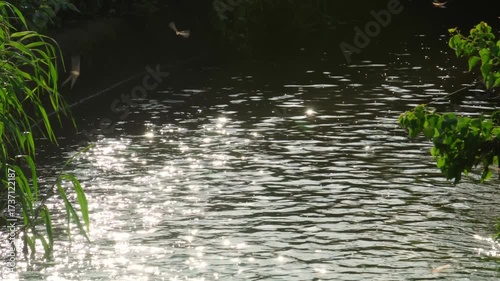 キラキラ光る用水路の上を飛ぶ赤とんぼの群れ。秋らしい日本の田園風景