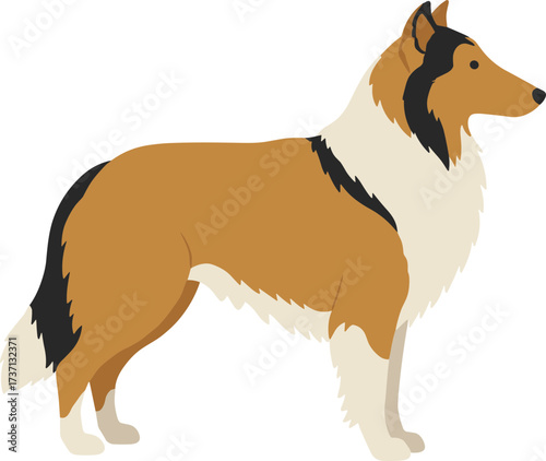 Simple Flat Illustration of a Long Haired Collie Breed Dog