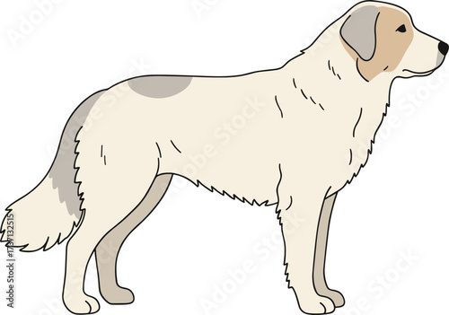 Simple Lineart Maremma Sheepdog Side View Domestic Animal Illustration