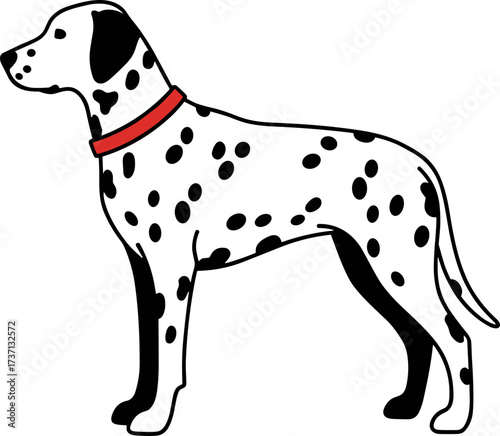 Cartoon Dalmatian with Red Collar Illustration Graphic Animal Breed