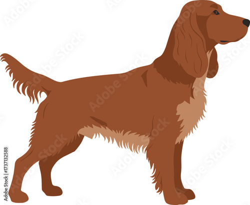 Detailed Illustration of a Standing Irish Setter Breed Dog Pet Animal